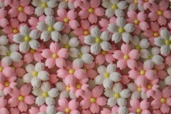 Cotton poplin print digital 83-1